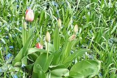 2019 Début du printemps à Westmount , Canada :Fati’s blog