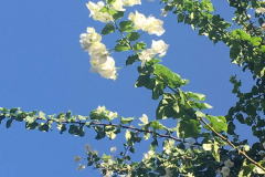 Bougainville, Casa, Maroc : Fati’s blog