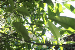 Le jardin de la maison mandarinier :Fati’s blog